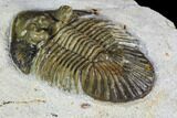 Spiny Scabriscutellum Trilobite - Foum Zguid, Morocco #108753-5